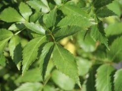 Prachtspiere 'Europa' -Günstiges Erd Seele Geschäft prachtspiere europa m009175 w 1