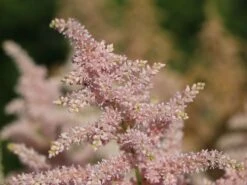 Prachtspiere 'Europa' -Günstiges Erd Seele Geschäft prachtspiere europa m009175 w 2