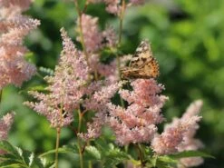 Prachtspiere 'Europa' -Günstiges Erd Seele Geschäft prachtspiere europa m009175 w 3