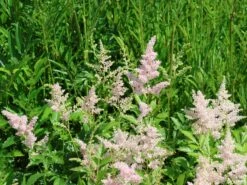 Prachtspiere 'Europa' -Günstiges Erd Seele Geschäft prachtspiere europa m009175 w 4