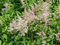 Prachtspiere 'Europa' -Günstiges Erd Seele Geschäft prachtspiere europa m009175 w 5