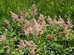 Prachtspiere 'Europa' -Günstiges Erd Seele Geschäft prachtspiere europa m009175 w 6