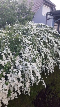 Prachtspiere -Günstiges Erd Seele Geschäft prachtspiere m000092 602373 0