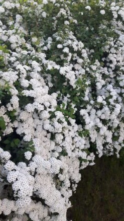 Prachtspiere -Günstiges Erd Seele Geschäft prachtspiere m000092 602373 1