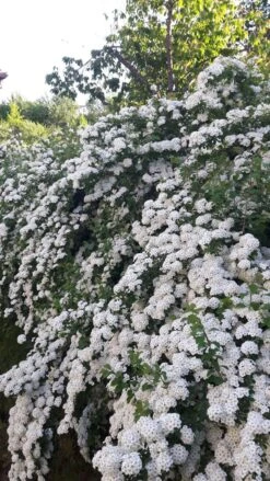 Prachtspiere -Günstiges Erd Seele Geschäft prachtspiere m000092 602373 2