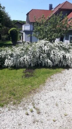 Prachtspiere -Günstiges Erd Seele Geschäft prachtspiere m000092 602373 3