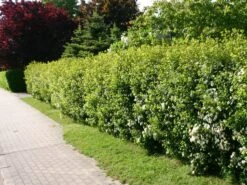 Prachtspiere -Günstiges Erd Seele Geschäft prachtspiere m000092 w 1