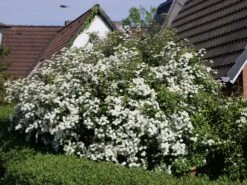 Neu eingetroffen -Günstiges Erd Seele Geschäft prachtspiere m000092 w 2