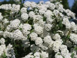 Prachtspiere -Günstiges Erd Seele Geschäft prachtspiere m000092 w 3