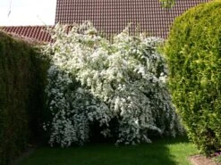 Prachtspiere -Günstiges Erd Seele Geschäft prachtspiere m000092 w 4