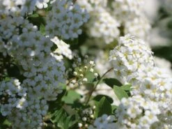 Prachtspiere -Günstiges Erd Seele Geschäft prachtspiere m000092 w 8