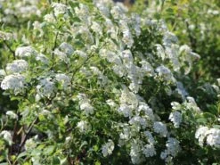 Prachtspiere -Günstiges Erd Seele Geschäft prachtspiere m000092 w 9