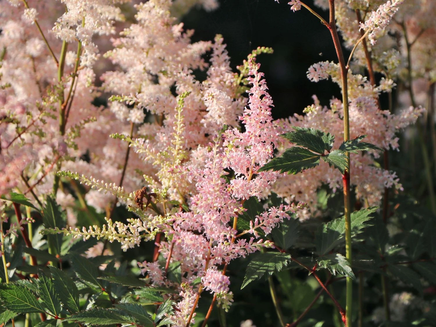 Prachtspiere 'Peach Blossom' 5 Prachtspiere 'Peach Blossom' – Bild 3