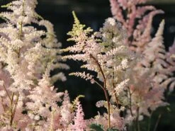 Prachtspiere 'Peach Blossom' 9 Prachtspiere 'Peach Blossom' -Günstiges Erd Seele Geschäft prachtspiere peach blossom m078097 w 2