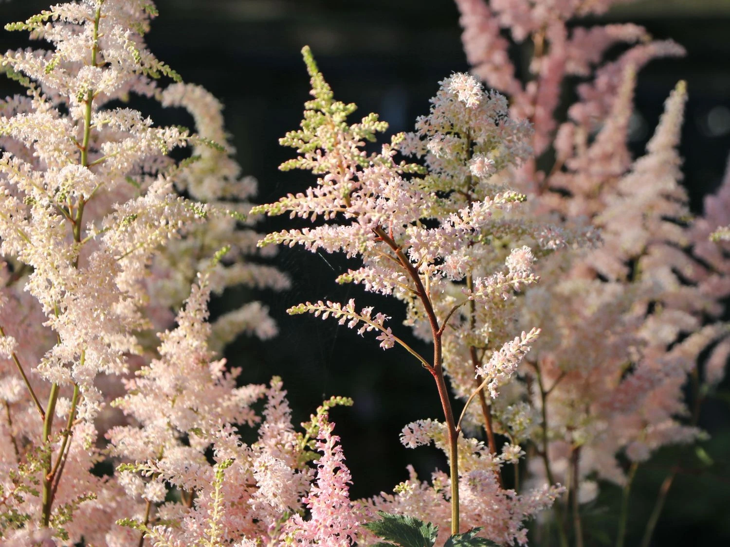 Prachtspiere 'Peach Blossom' 6 Prachtspiere 'Peach Blossom' – Bild 4