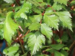 Prachtspiere 'Vision In Red' ® -Günstiges Erd Seele Geschäft prachtspiere vision in red m057848 w 0