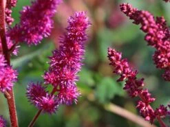 Prachtspiere 'Vision In Red' ® -Günstiges Erd Seele Geschäft prachtspiere vision in red m057848 w 3