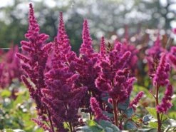 Prachtspiere 'Vision In Red' ® -Günstiges Erd Seele Geschäft prachtspiere vision in red m057848 w 4