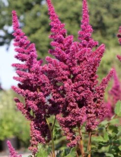 Prachtspiere 'Vision In Red' ® -Günstiges Erd Seele Geschäft prachtspiere vision in red m057848 w 5