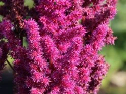 Prachtspiere 'Vision In Red' ® -Günstiges Erd Seele Geschäft prachtspiere vision in red m057848 w 6