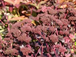 Prächtiges Fettblatt 'Purple Emperor' -Günstiges Erd Seele Geschäft praechtiges fettblatt m045378 w 0