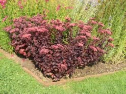 Prächtiges Fettblatt 'Purple Emperor' -Günstiges Erd Seele Geschäft praechtiges fettblatt purple emperor m045378 w 0