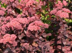 Prächtiges Fettblatt 'Purple Emperor' -Günstiges Erd Seele Geschäft praechtiges fettblatt purple emperor m045378 w 1