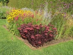 Prächtiges Fettblatt 'Purple Emperor' -Günstiges Erd Seele Geschäft praechtiges fettblatt purple emperor m045378 w 2