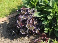 Prächtiges Fettblatt 'Purple Emperor' -Günstiges Erd Seele Geschäft praechtiges fettblatt purple emperor m045378 w 3