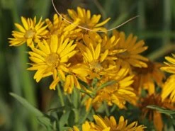 Prächtiges Goldauge 'Sunshine'