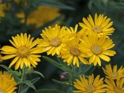 Prächtiges Goldauge 'Sunshine' -Günstiges Erd Seele Geschäft praechtiges goldauge sunshine m080412 w 0