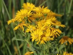 Prächtiges Goldauge 'Sunshine' -Günstiges Erd Seele Geschäft praechtiges goldauge sunshine m080412 w 1