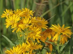 Prächtiges Goldauge 'Sunshine' -Günstiges Erd Seele Geschäft praechtiges goldauge sunshine m080412 w 2