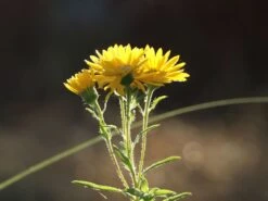 Prächtiges Goldauge 'Sunshine' -Günstiges Erd Seele Geschäft praechtiges goldauge sunshine m080412 w 4