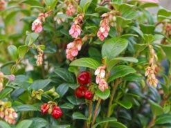 Preiselbeere 'Fireballs' / 'Lirome' -Günstiges Erd Seele Geschäft preiselbeere fireballs lirome m113264 w 0