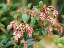 Preiselbeere 'Fireballs' / 'Lirome' -Günstiges Erd Seele Geschäft preiselbeere fireballs lirome m113264 w 2