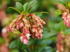 Preiselbeere 'Fireballs' / 'Lirome' -Günstiges Erd Seele Geschäft preiselbeere fireballs lirome m113264 w 3