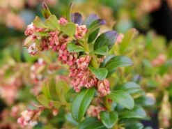 Preiselbeere 'Fireballs' / 'Lirome' -Günstiges Erd Seele Geschäft preiselbeere fireballs lirome m113264 w 4