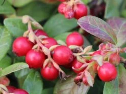 Preiselbeere 'Fireballs' / 'Lirome' -Günstiges Erd Seele Geschäft preiselbeere fireballs lirome m113264 w 5