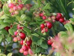 Preiselbeere 'Fireballs' / 'Lirome' -Günstiges Erd Seele Geschäft preiselbeere fireballs lirome m113264 w 6