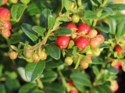 Preiselbeere 'Fireballs' / 'Lirome' -Günstiges Erd Seele Geschäft preiselbeere fireballs lirome m113264 w 7