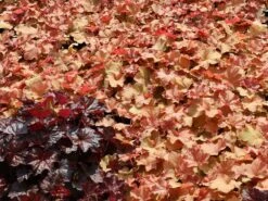 Purpurglöckchen 'Caramel' ® -Günstiges Erd Seele Geschäft purpurgloeckchen caramel m077267 w 0