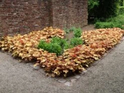 Purpurglöckchen 'Caramel' ® -Günstiges Erd Seele Geschäft purpurgloeckchen caramel m077267 w 1