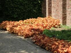 Purpurglöckchen 'Caramel' ® -Günstiges Erd Seele Geschäft purpurgloeckchen caramel m077267 w 2