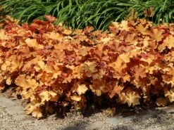 Purpurglöckchen 'Caramel' ® -Günstiges Erd Seele Geschäft purpurgloeckchen caramel m077267 w 3