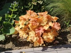 Purpurglöckchen 'Caramel' ® -Günstiges Erd Seele Geschäft purpurgloeckchen caramel m077267 w 4