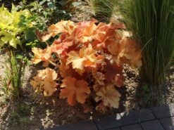 Purpurglöckchen 'Caramel' ® -Günstiges Erd Seele Geschäft purpurgloeckchen caramel m077267 w 6