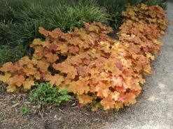 Purpurglöckchen 'Caramel' ® -Günstiges Erd Seele Geschäft purpurgloeckchen caramel m077267 w 7