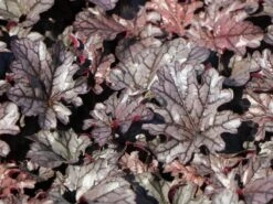 Purpurglöckchen 'Timeless Treasure' -Günstiges Erd Seele Geschäft purpurgloeckchen timeless treasure m117870 w 1