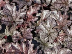 Purpurglöckchen 'Timeless Treasure' -Günstiges Erd Seele Geschäft purpurgloeckchen timeless treasure m117870 w 2